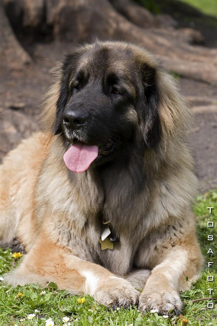 Leonberger Cara Cia. - Nyt Tosafoto Maj 07. billede 15