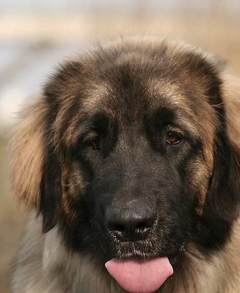 Leonberger Cara Cia. billede 17