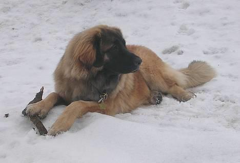 Leonberger Cara Cia. - Nyt. 02-02-06. billede 18