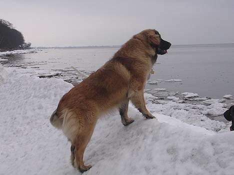 Leonberger Cara Cia. - Nyt. 02-02-06. billede 19