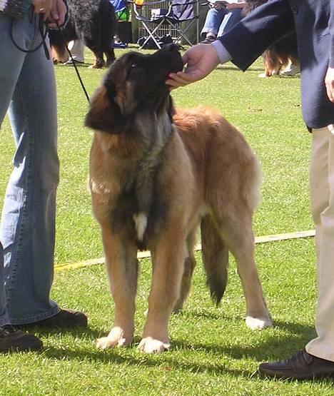 Leonberger Cara Cia. - Brøndby D 17-09-05.   billede 20