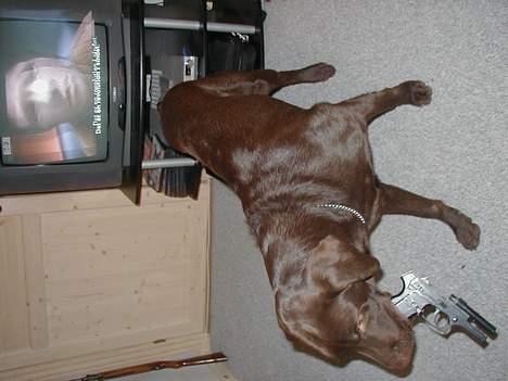 Labrador retriever Rolf billede 1