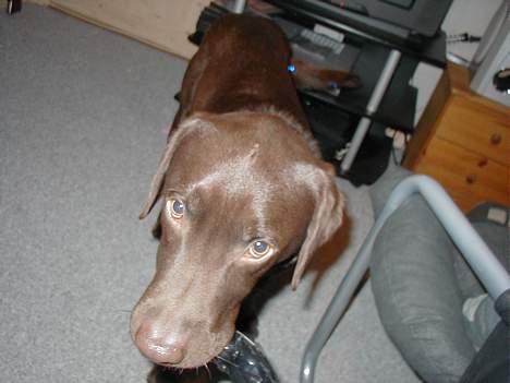 Labrador retriever Rolf billede 2