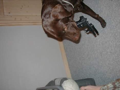 Labrador retriever Rolf billede 3