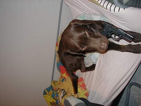 Labrador retriever Rolf billede 4