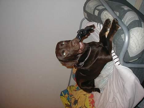 Labrador retriever Rolf billede 5