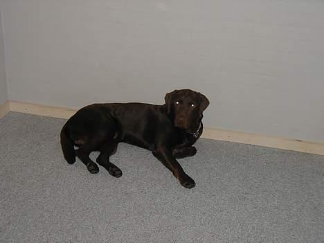 Labrador retriever Rolf billede 6