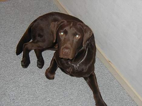 Labrador retriever Rolf billede 7