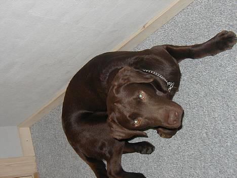 Labrador retriever Rolf billede 8