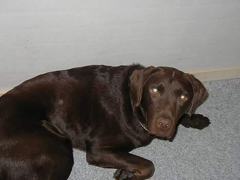 Labrador retriever Rolf billede 9