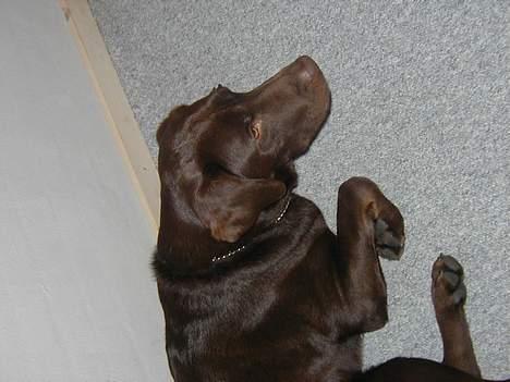 Labrador retriever Rolf billede 10