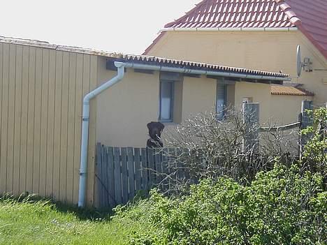 Labrador retriever Rolf billede 11