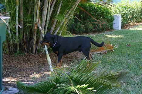 Rottweiler TYSON - Tyson hjælper i haven i Florida 2003 billede 17