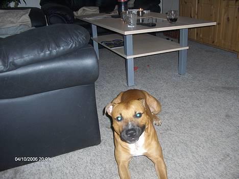 Staffordshire bull terrier Boss * R I P * <3 - nyt billede 04.12.05 billede 9