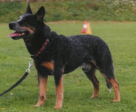 Australsk cattledog Gizmo  billede 6