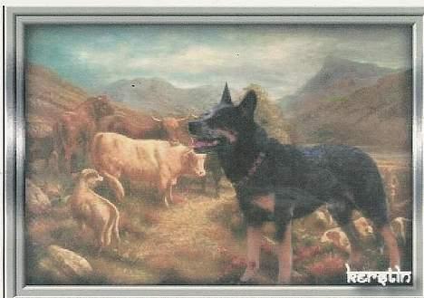 Australsk cattledog Gizmo  billede 7