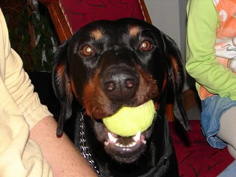 Dobermann Ticko - Tic, da han blev passet hos sin legekammerat Edgtho :) billede 17