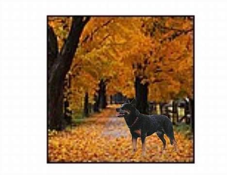 Australsk cattledog Gizmo  billede 8