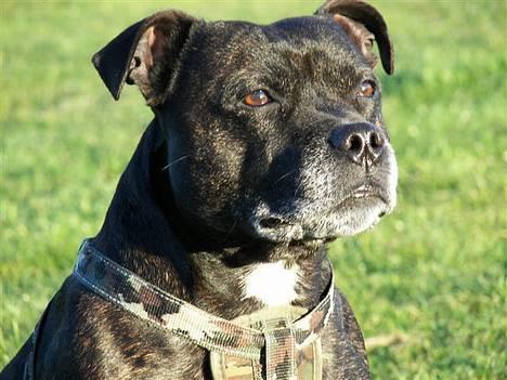 Staffordshire bull terrier R.I.P.: (Engelsk) DKCH, SUCH Taz - *Nyt* Smukke Taz billede 1