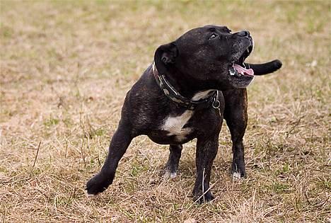 Staffordshire bull terrier R.I.P.: (Engelsk) DKCH, SUCH Taz - Billed taget af TosaFoto. Gå væk siger jeg jo.... billede 2