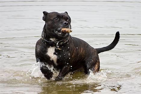 Staffordshire bull terrier R.I.P.: (Engelsk) DKCH, SUCH Taz - Billed taget af TosaFoto billede 3