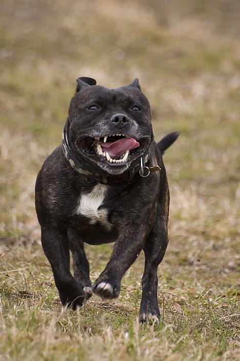 Staffordshire bull terrier R.I.P.: (Engelsk) DKCH, SUCH Taz - Billed taget af TosaFoto billede 4