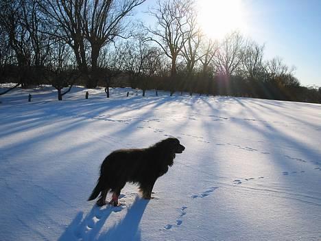 Hovawart Qantas R.I.P billede 1