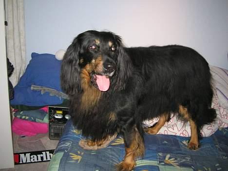 Hovawart Qantas R.I.P billede 2