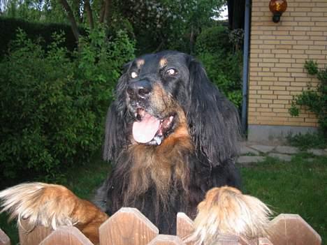 Hovawart Qantas R.I.P billede 3