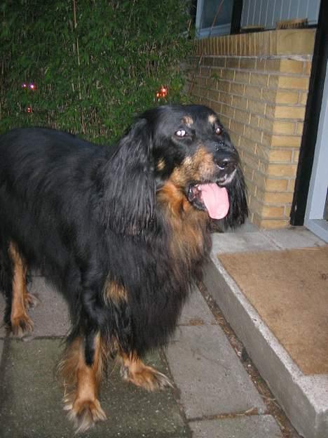 Hovawart Qantas R.I.P billede 4