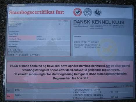 Hovawart Qantas R.I.P billede 5