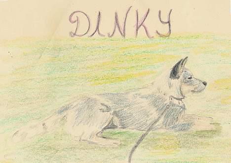 Australsk cattledog Dinky billede 13
