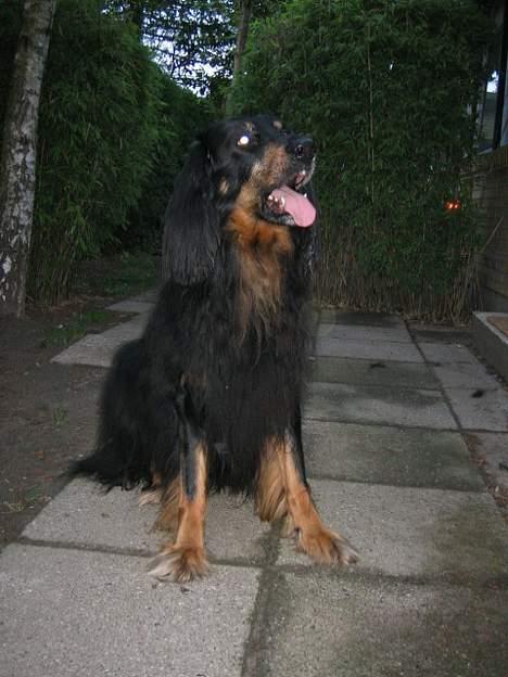 Hovawart Qantas R.I.P billede 6