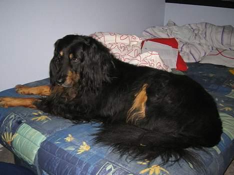 Hovawart Qantas R.I.P billede 7