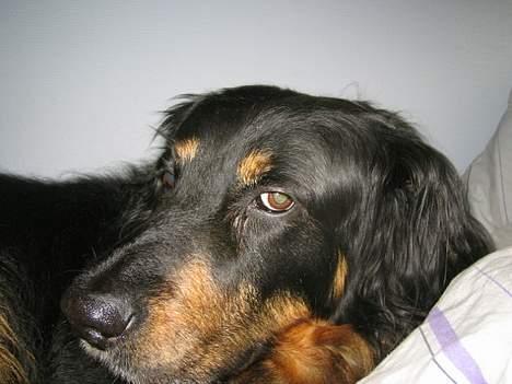 Hovawart Qantas R.I.P billede 8