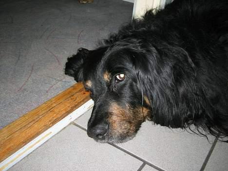 Hovawart Qantas R.I.P billede 9