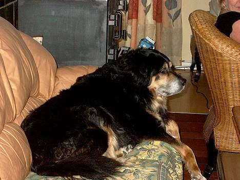 Blanding af racer Nicki  - Shh.. ser lig hunde på job... billede 10