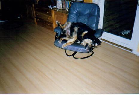 Blanding af racer Nicki  - Nicki som hvalp, i sin egen stol. :) *NYT* billede 11