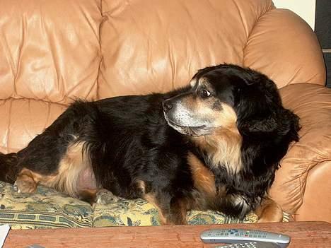 Blanding af racer Nicki  - Hvad var det?! billede 12