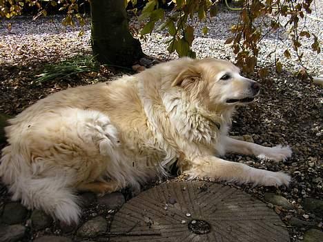 Siberian husky / labrador Luna billede 20