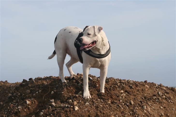 Amerikansk bulldog Nala *Kællingen* billede 10