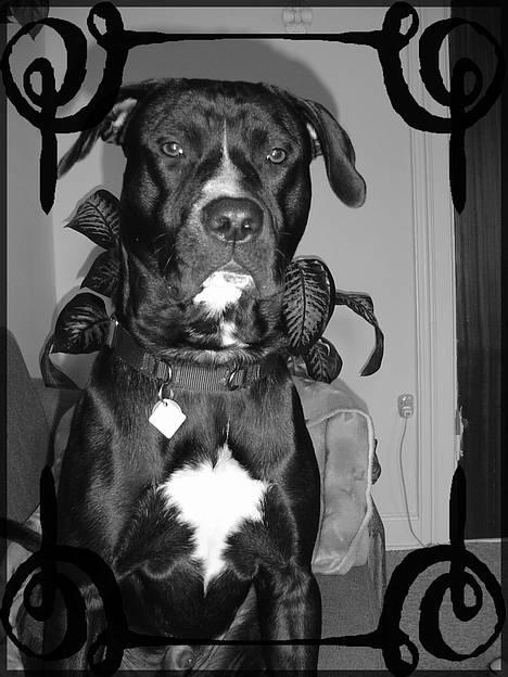 Amerikansk staffordshire terrier Buzz  *Hvil i fred* - . billede 11