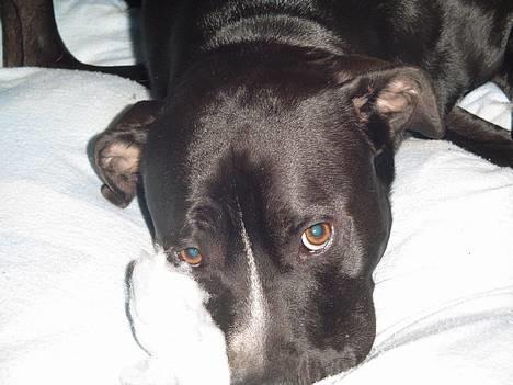 Amerikansk staffordshire terrier Buzz  *Hvil i fred* - ahh,sommer billede 12