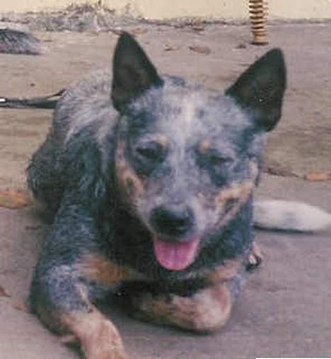 Australsk cattledog Dinky billede 14