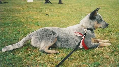 Australsk cattledog Dinky billede 15