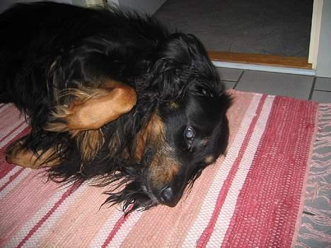 Hovawart Qantas R.I.P billede 10