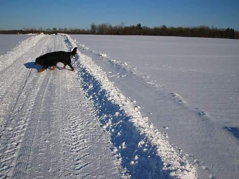 Hovawart Qantas R.I.P billede 11