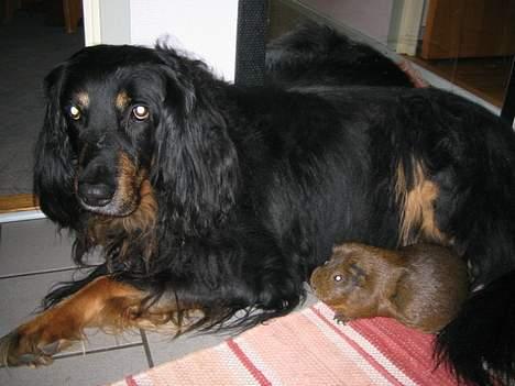 Hovawart Qantas R.I.P billede 12