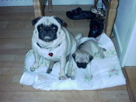 Mops Celine - Mor og datter billede 6