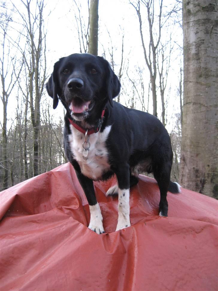Blanding af racer Simba  <3 billede 18